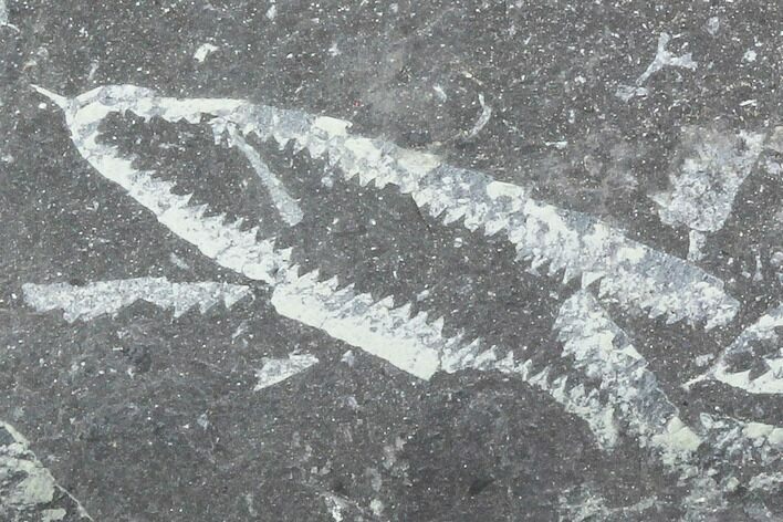 Fossil Graptolite Cluster (Didymograptus) - Great Britain #103457
